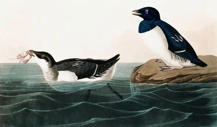 Kleine Alk, Uria Alle, aus Die Vögel Amerikas von John J. Audubon, veröffentlicht 1827-38